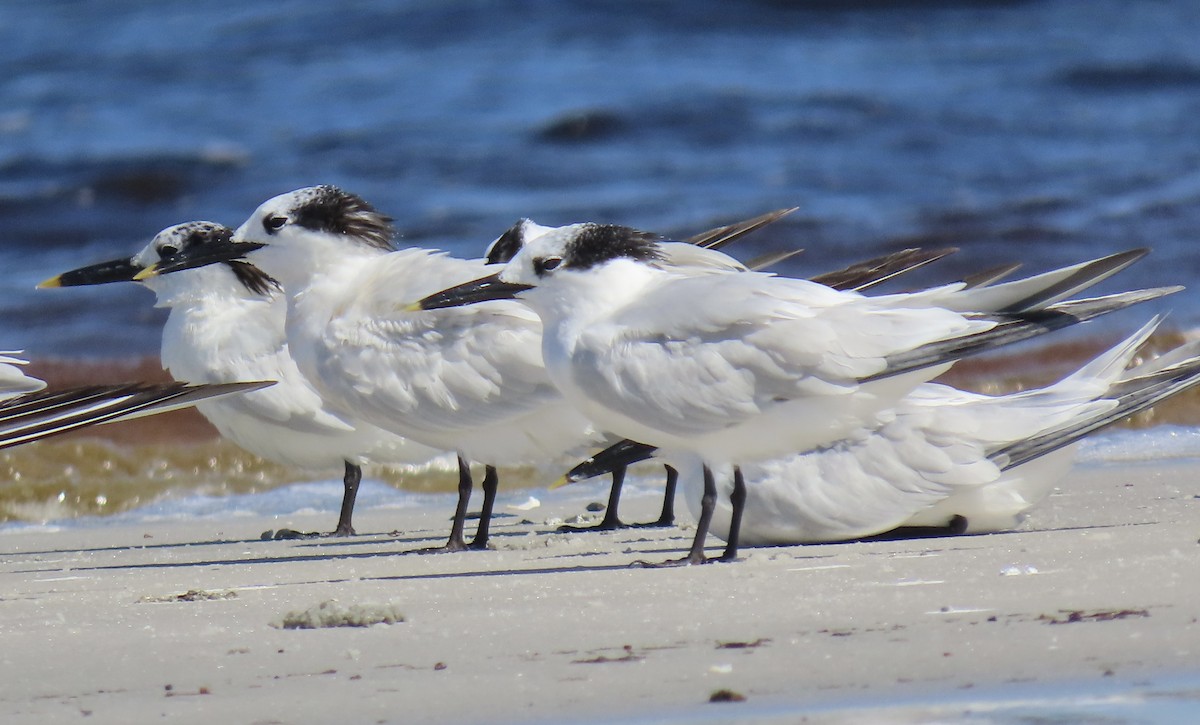 Sandwich Tern - ML642789507