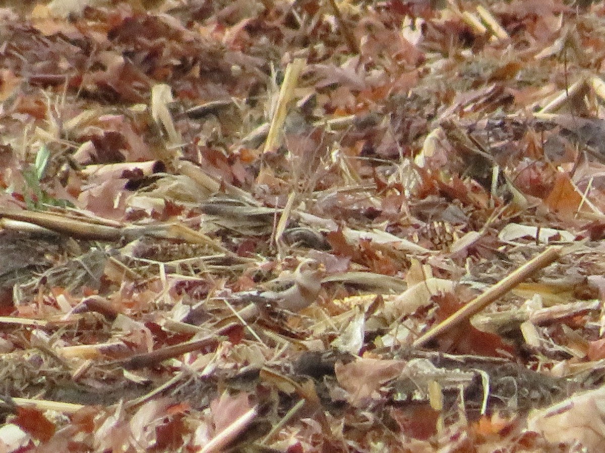 Alaca Çinte - ML642789513