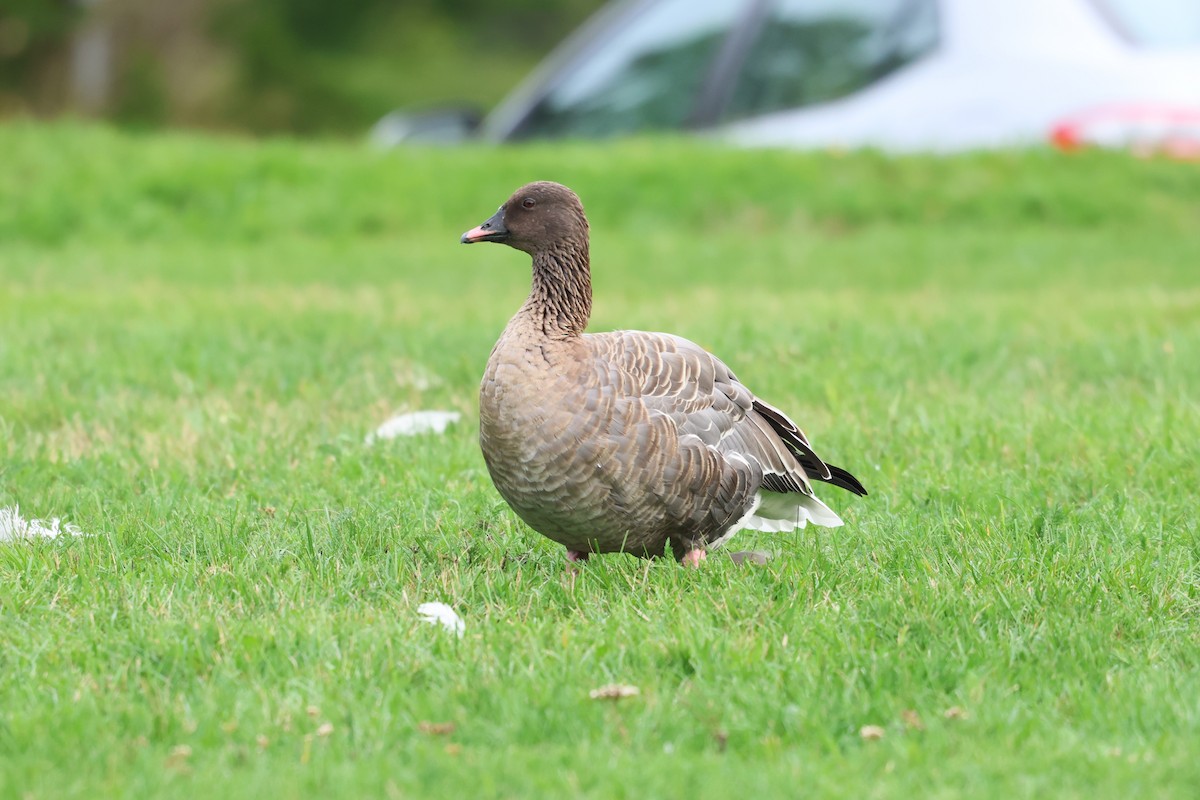 Pink-footed Goose - ML642789516