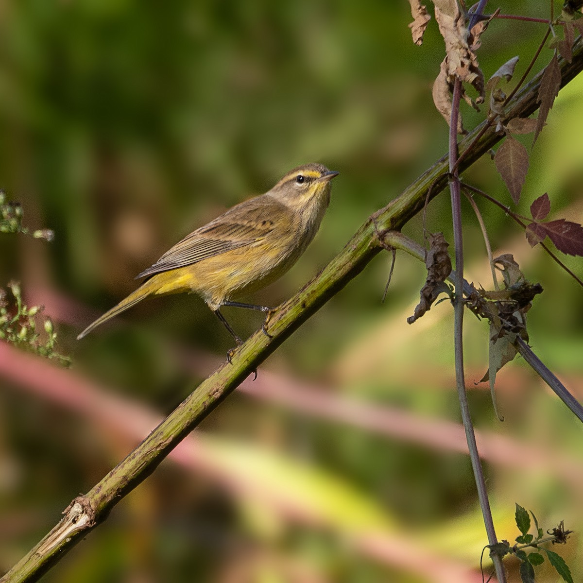 Palm Warbler - ML642789518