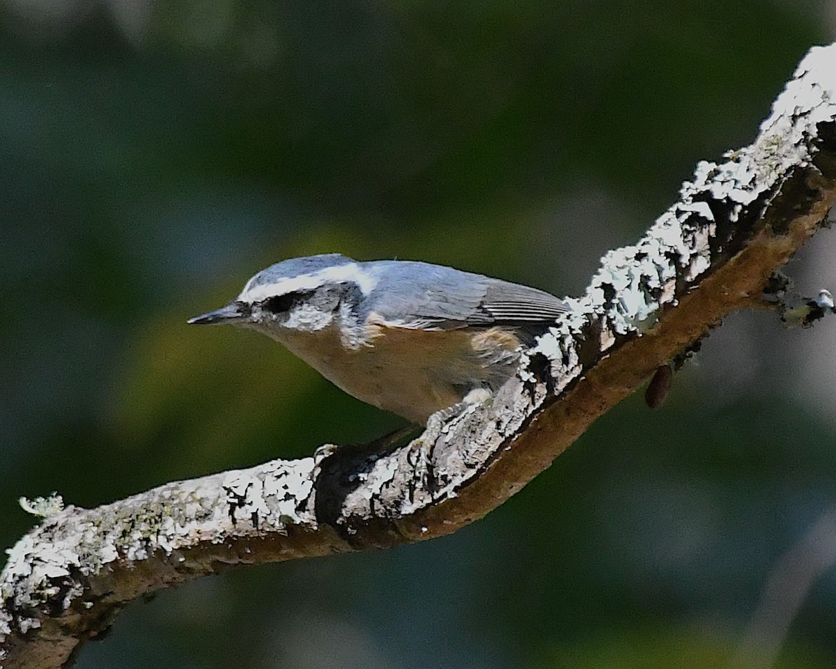 Red-breasted Nuthatch - ML642789541