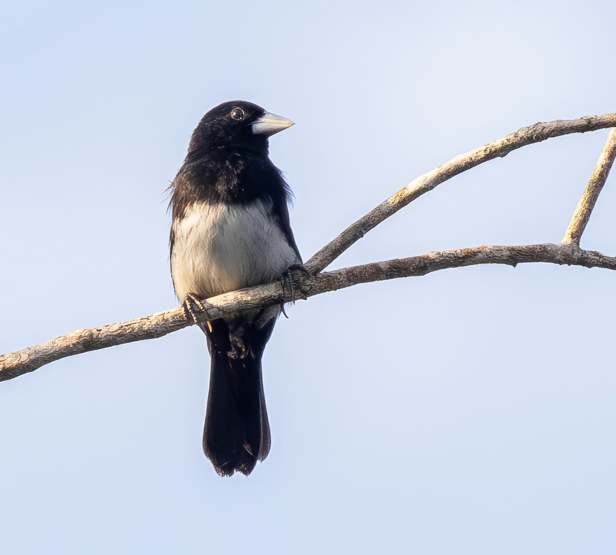 Cone-billed Tanager - ML642789542