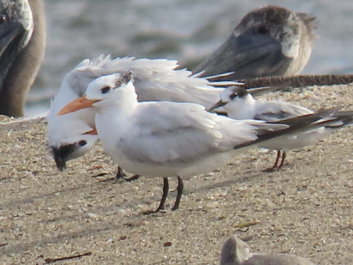 Royal Tern - ML642789546