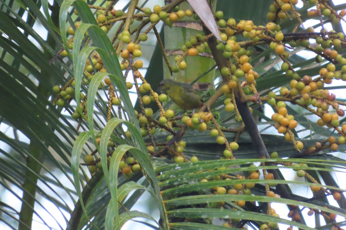 Olive-backed Euphonia - ML642789548