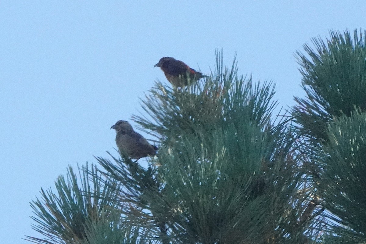 Red Crossbill - ML642789554