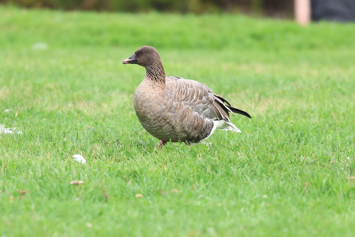 Pink-footed Goose - ML642789563