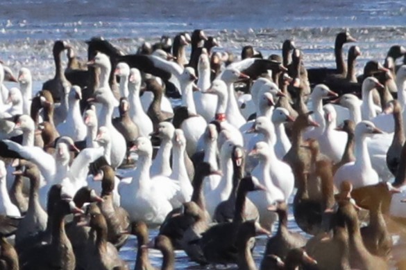 Snow Goose - ML642789572