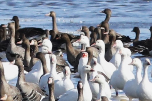 Snow Goose - ML642789574