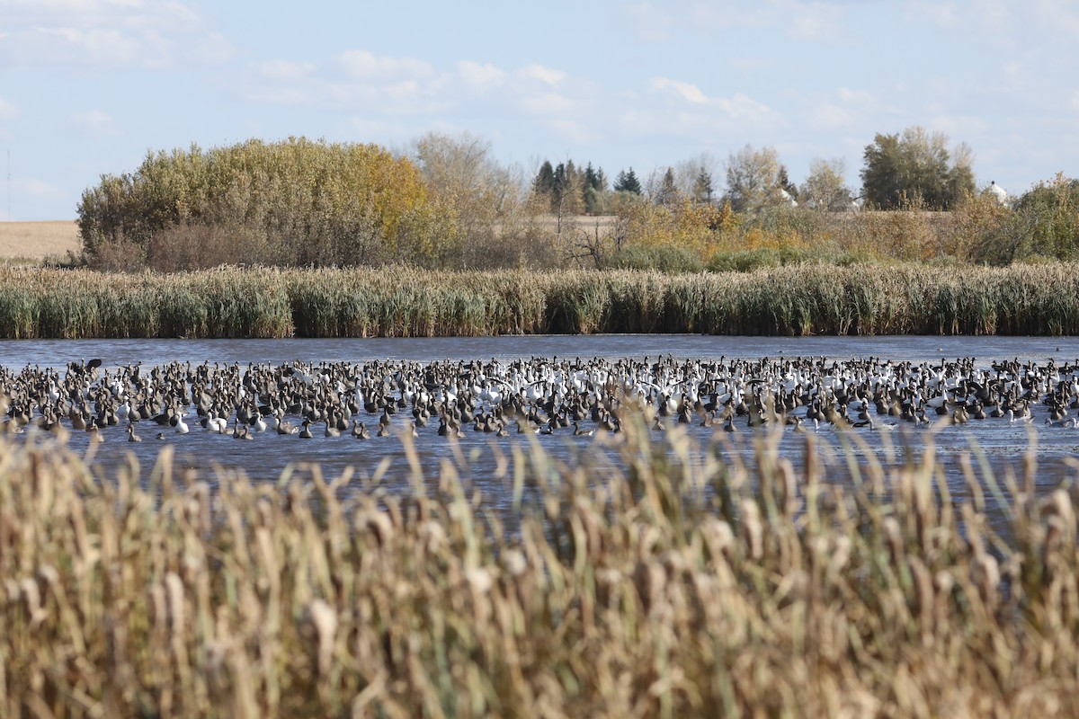 Snow Goose - ML642789575