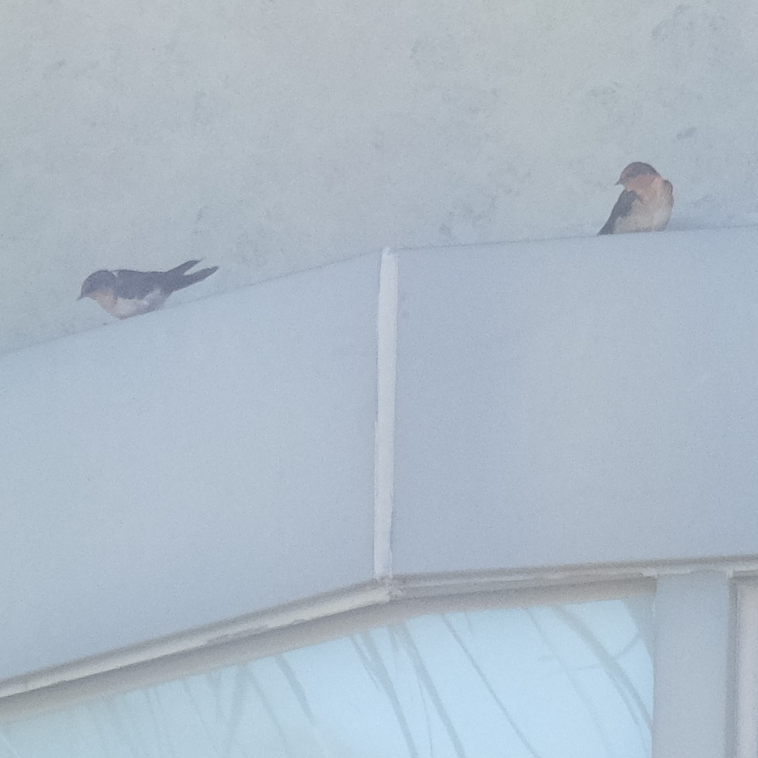 Pacific Swallow - ML642789576