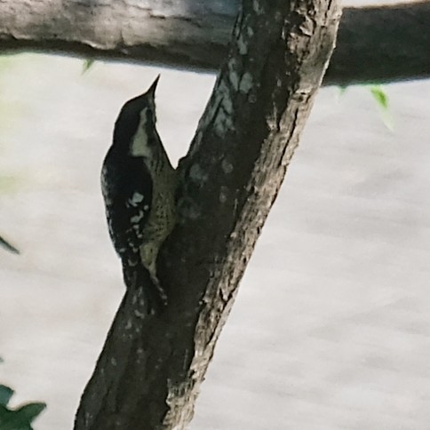 Gray-capped Pygmy Woodpecker - ML642789595