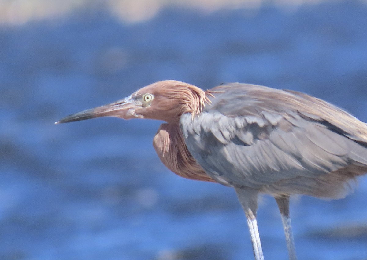 Reddish Egret - ML642789597