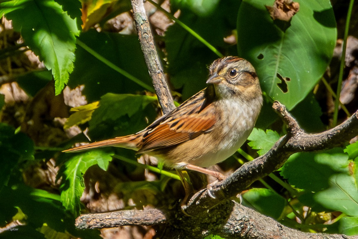 Swamp Sparrow - ML642789600