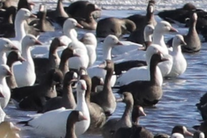 Ross's Goose - ML642789604