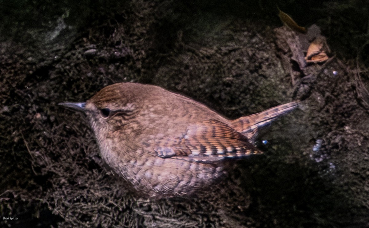 Winter Wren - ML642789612