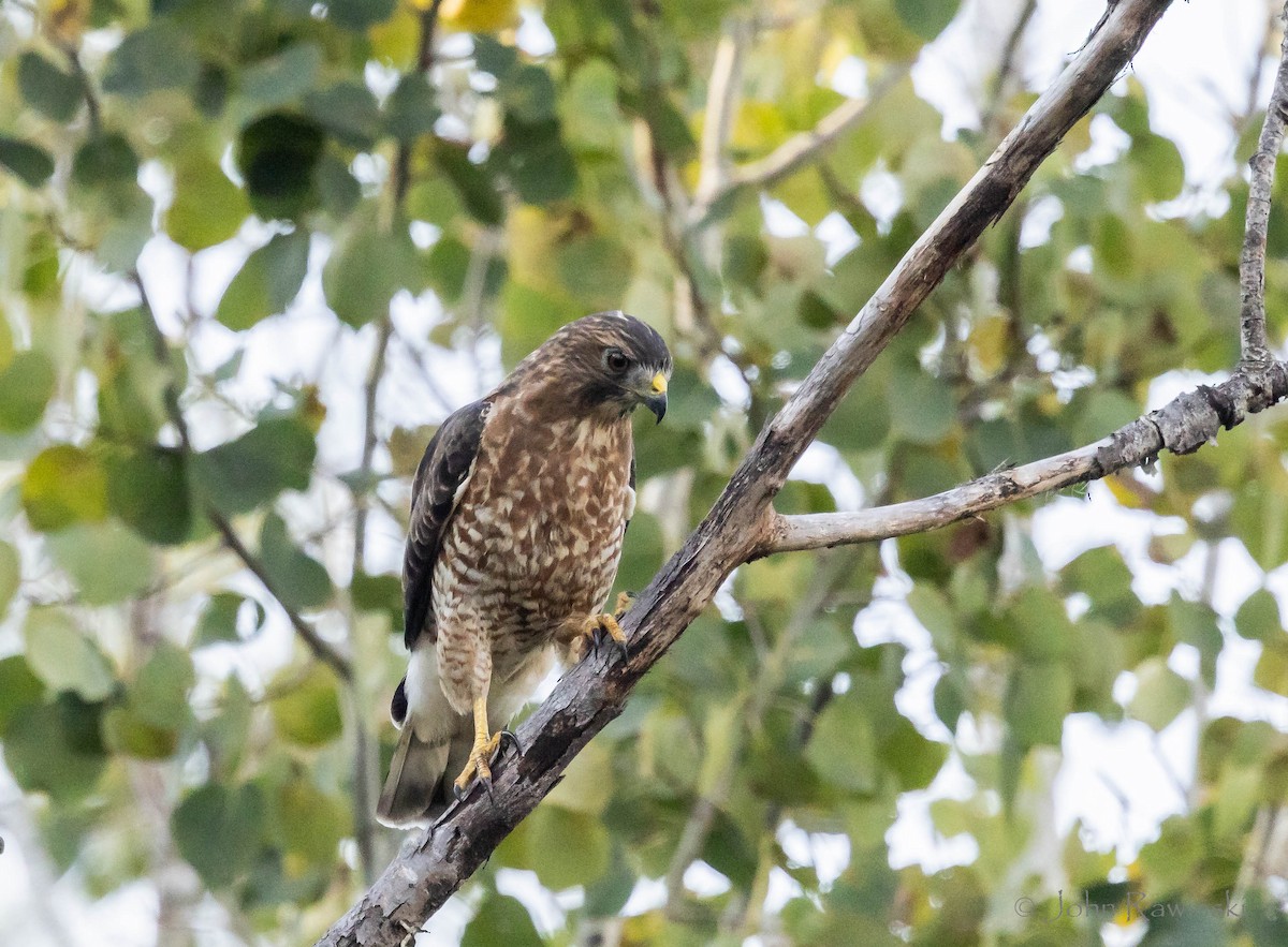 Broad-winged Hawk - ML642789624
