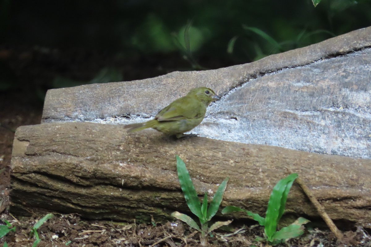Yellow-faced Grassquit - ML642789633