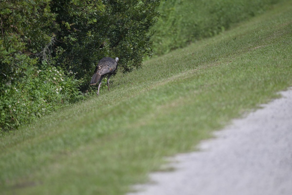 Wild Turkey - ML642789637