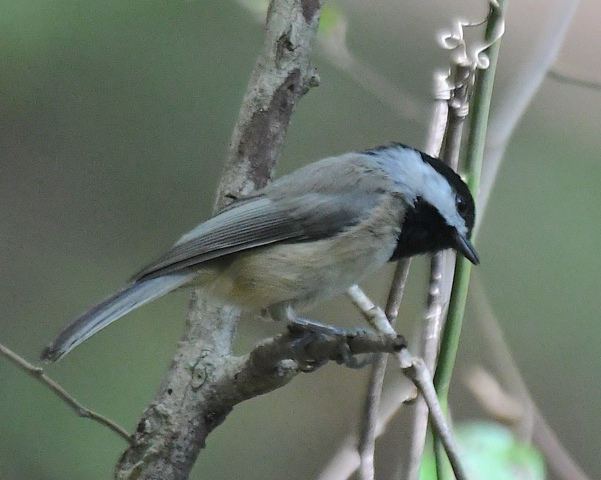 カロライナコガラ - ML642789649