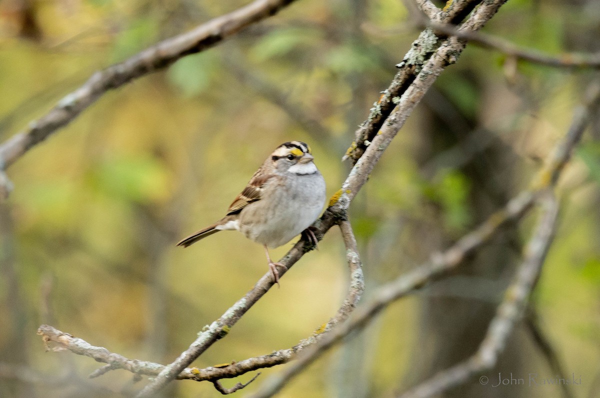 White-throated Sparrow - ML642789651