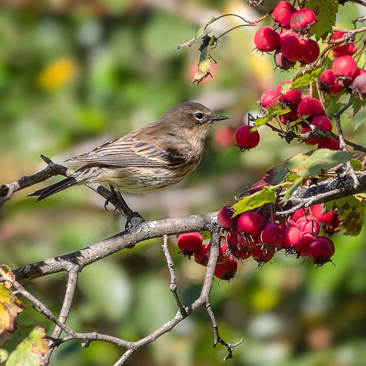 Yellow-rumped Warbler - ML642789662