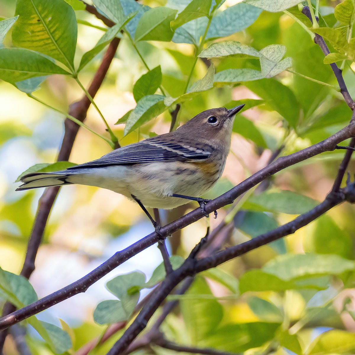 Yellow-rumped Warbler - ML642789675
