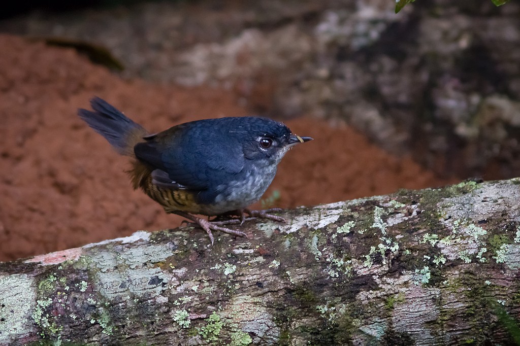 White-breasted Tapaculo - ML642789684