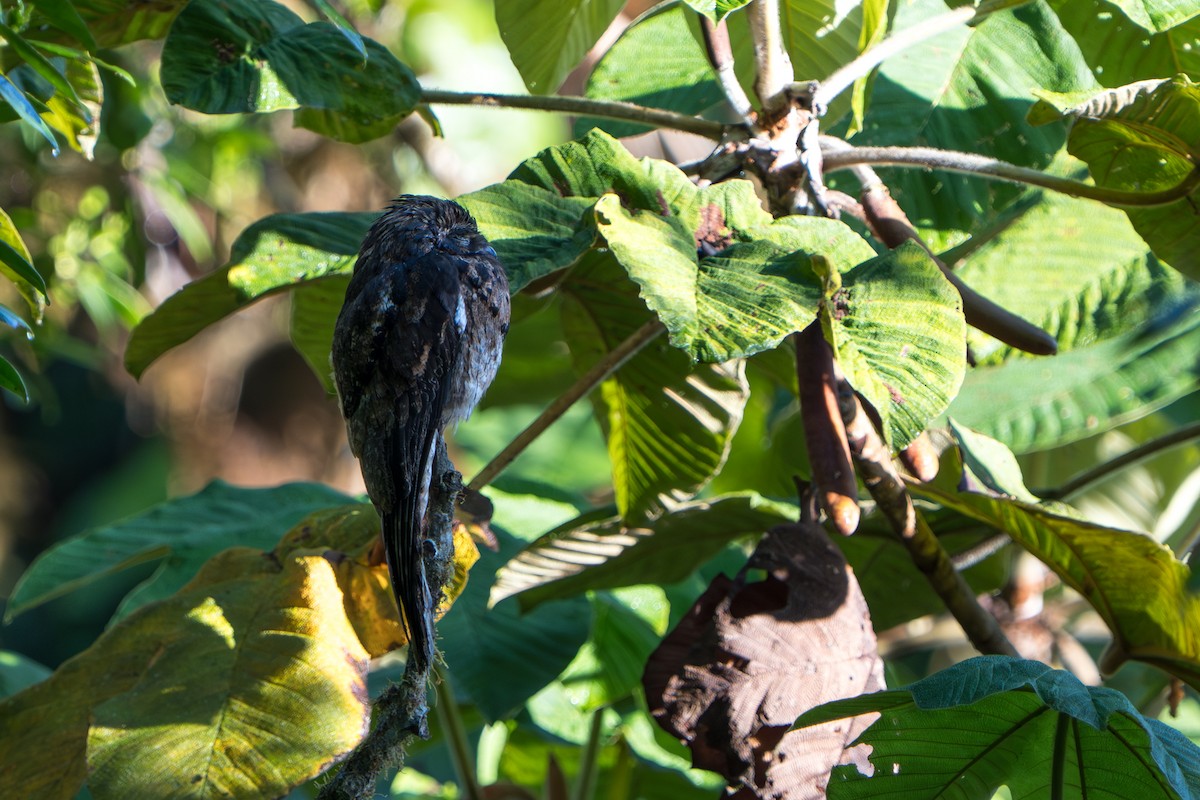 Common Potoo - ML642789685