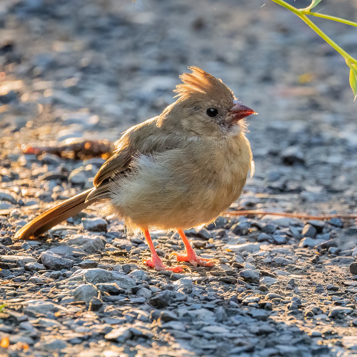 Northern Cardinal - ML642789696