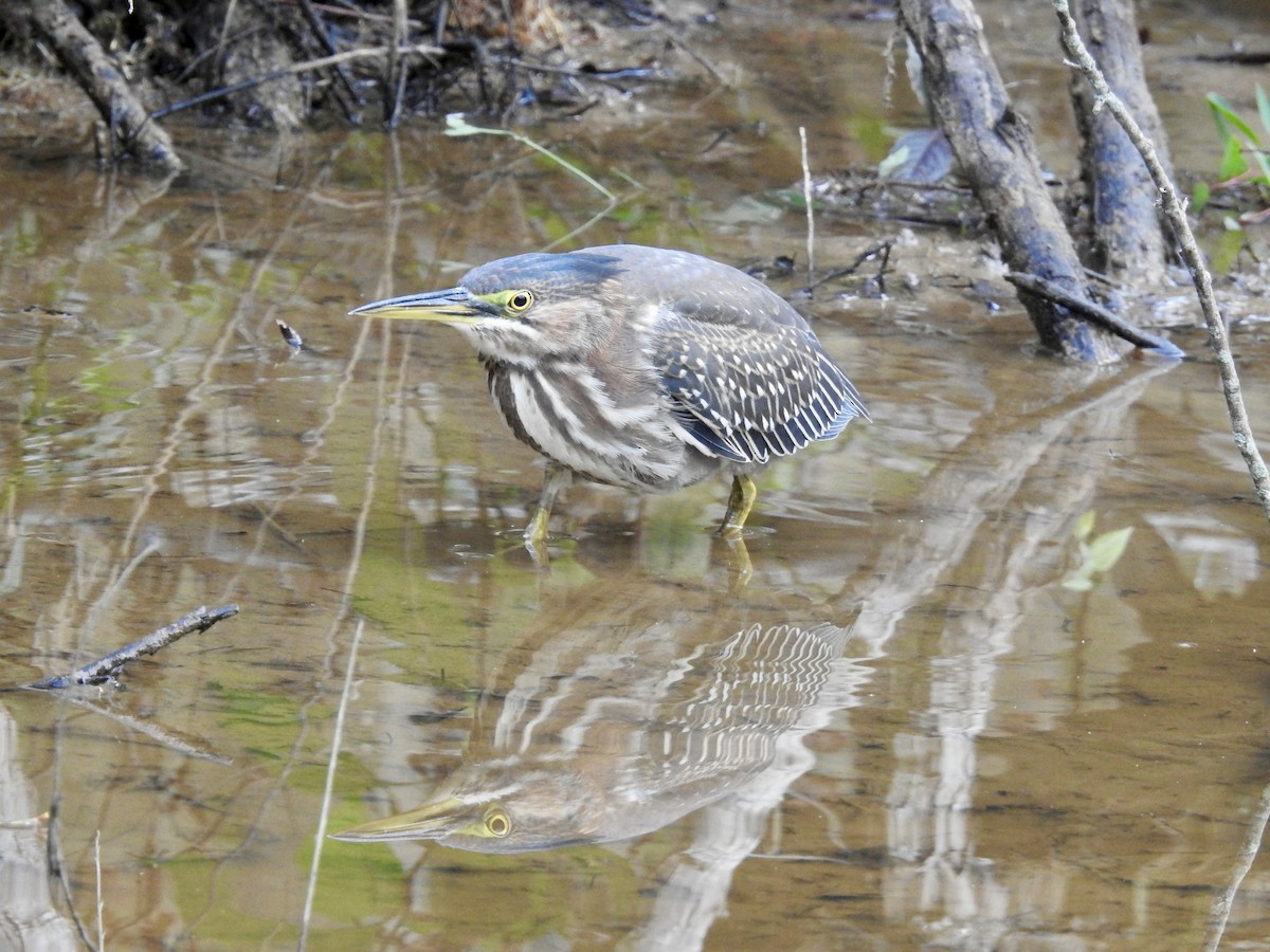 volavka zelenavá - ML642789697