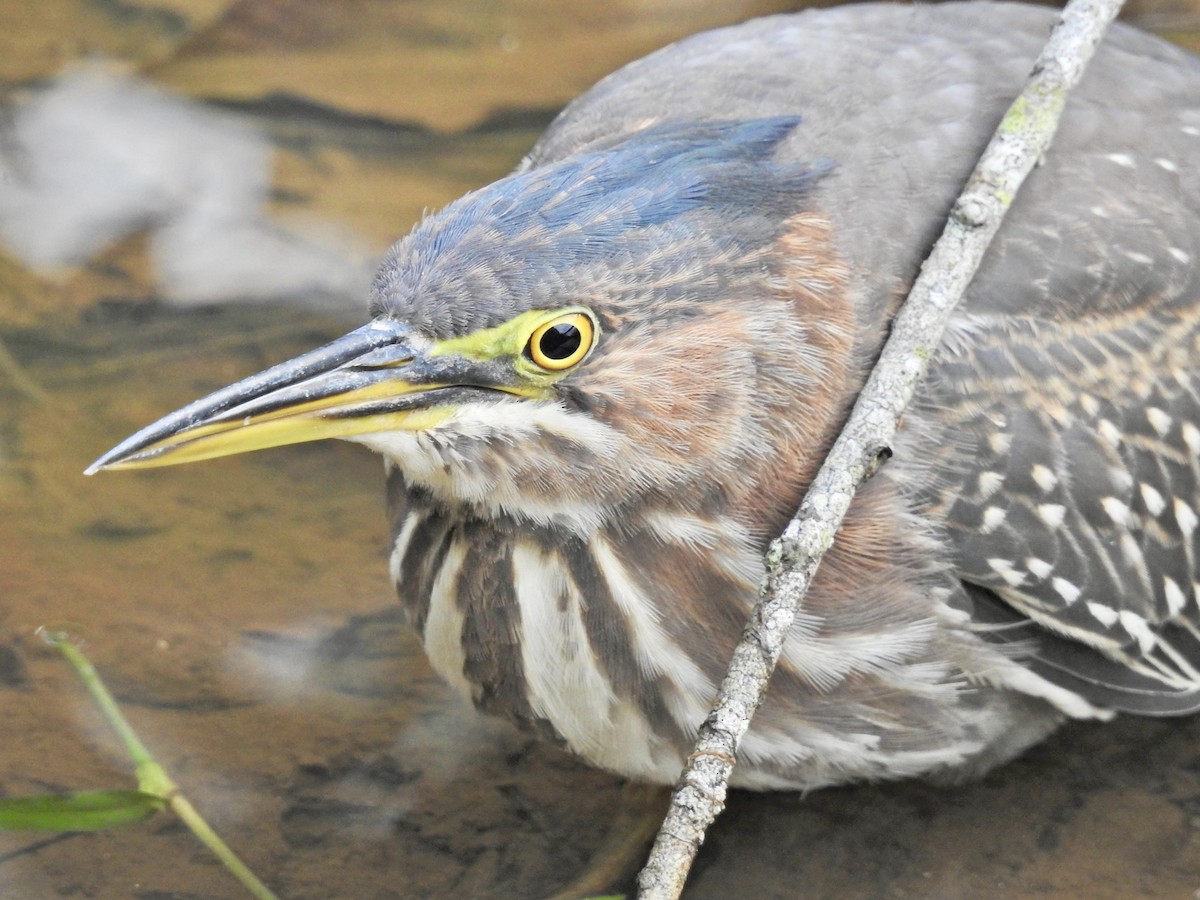 volavka zelenavá - ML642789711