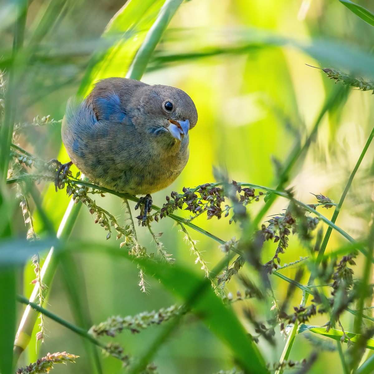 Indigo Bunting - ML642789712