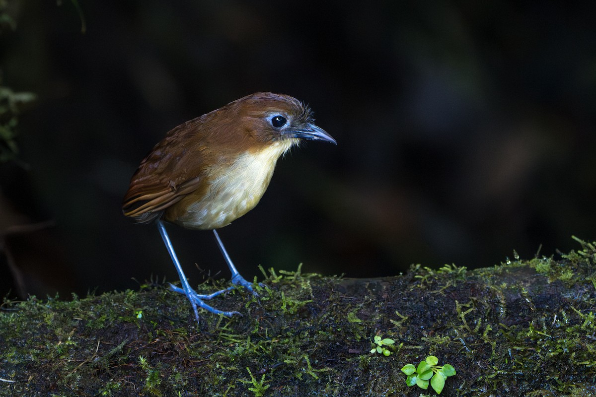 Yellow-breasted Antpitta - ML642789716