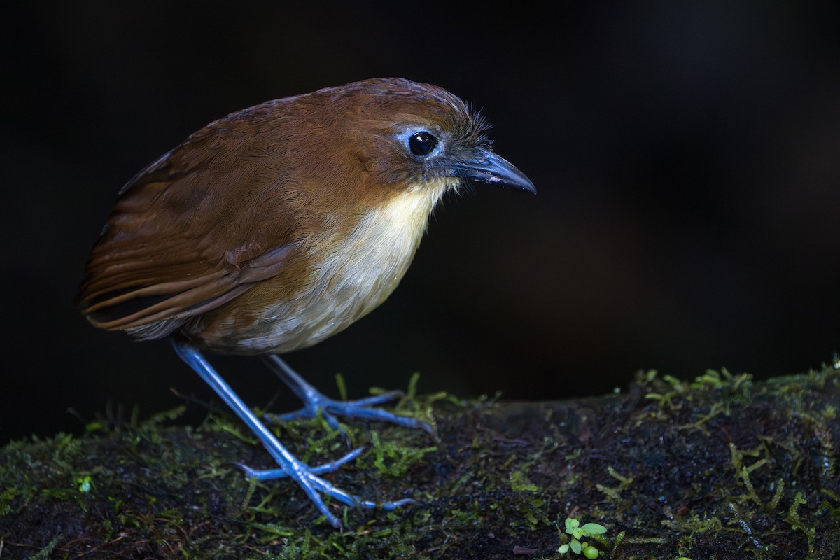 Yellow-breasted Antpitta - ML642789717