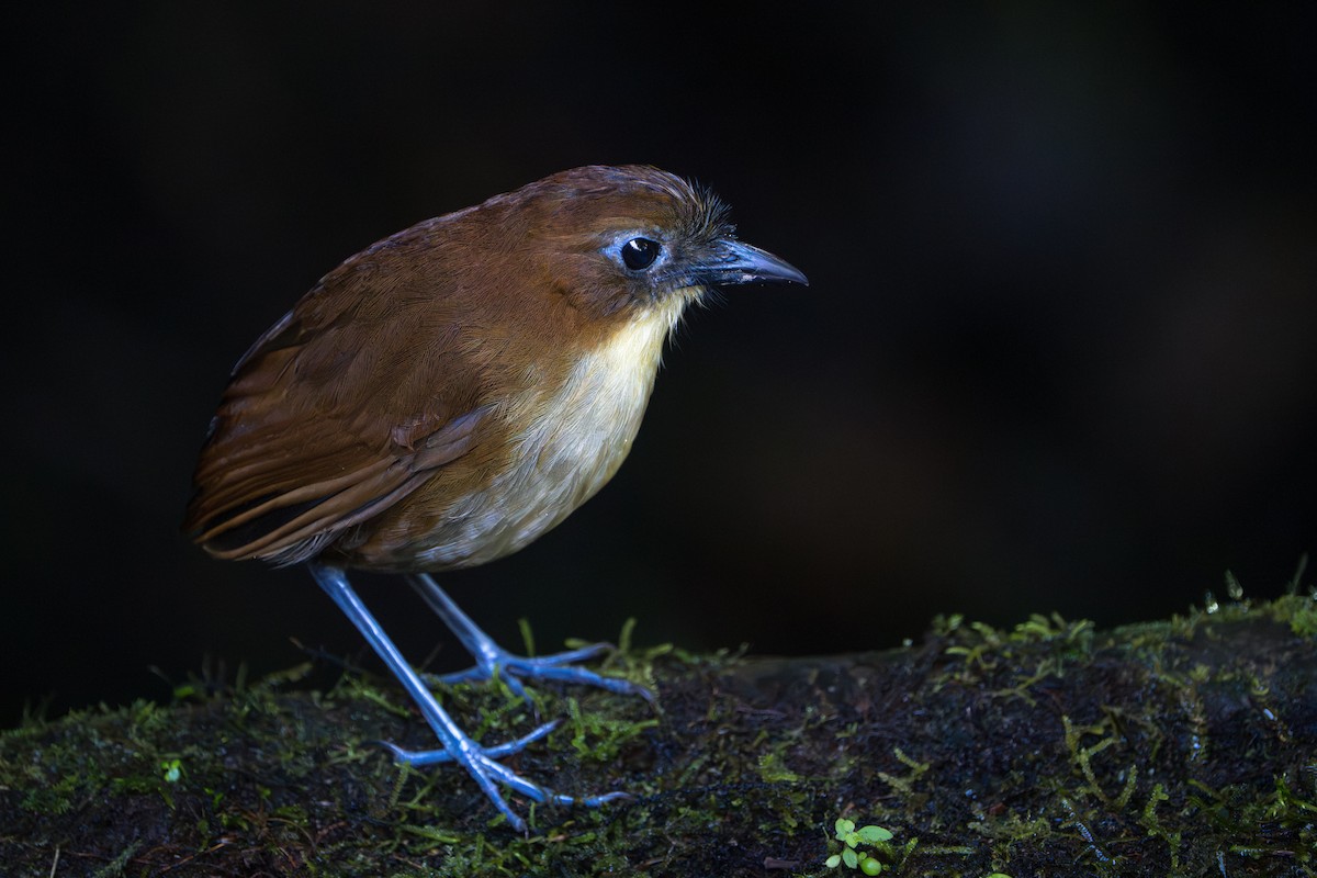 Yellow-breasted Antpitta - ML642789718