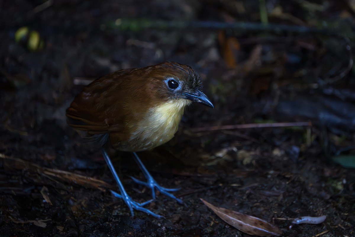Yellow-breasted Antpitta - ML642789719