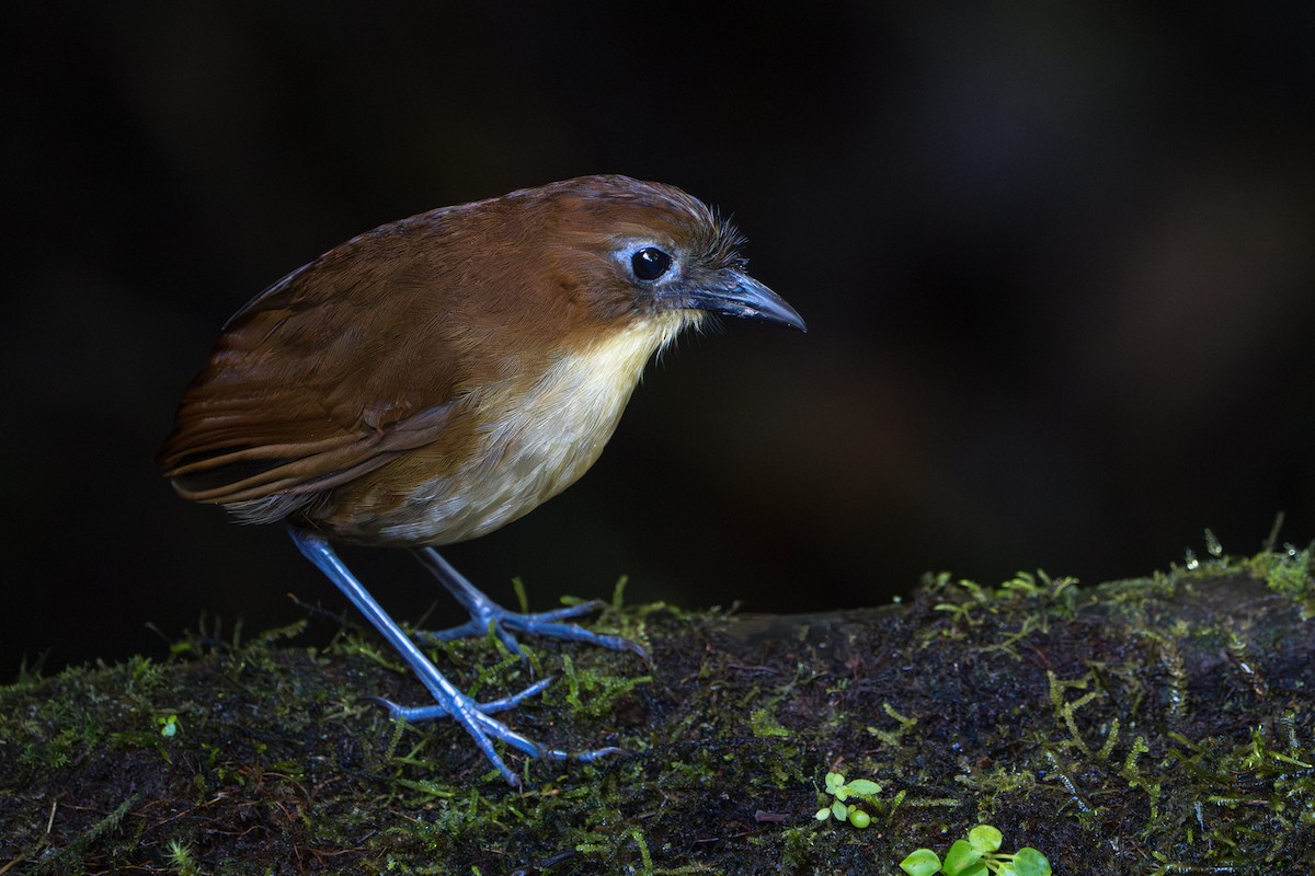 Yellow-breasted Antpitta - ML642789720
