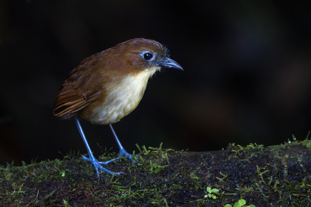 Yellow-breasted Antpitta - ML642789721