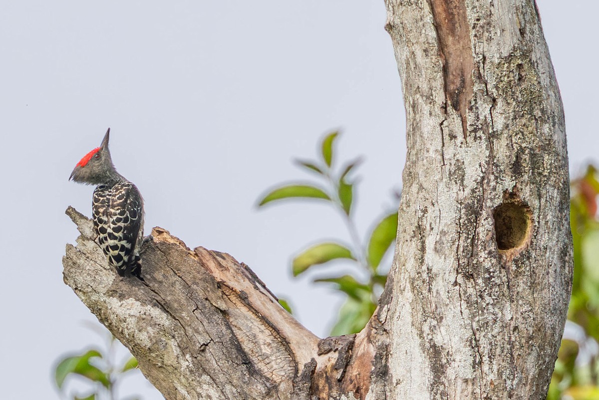 Gray-and-buff Woodpecker - ML642789727