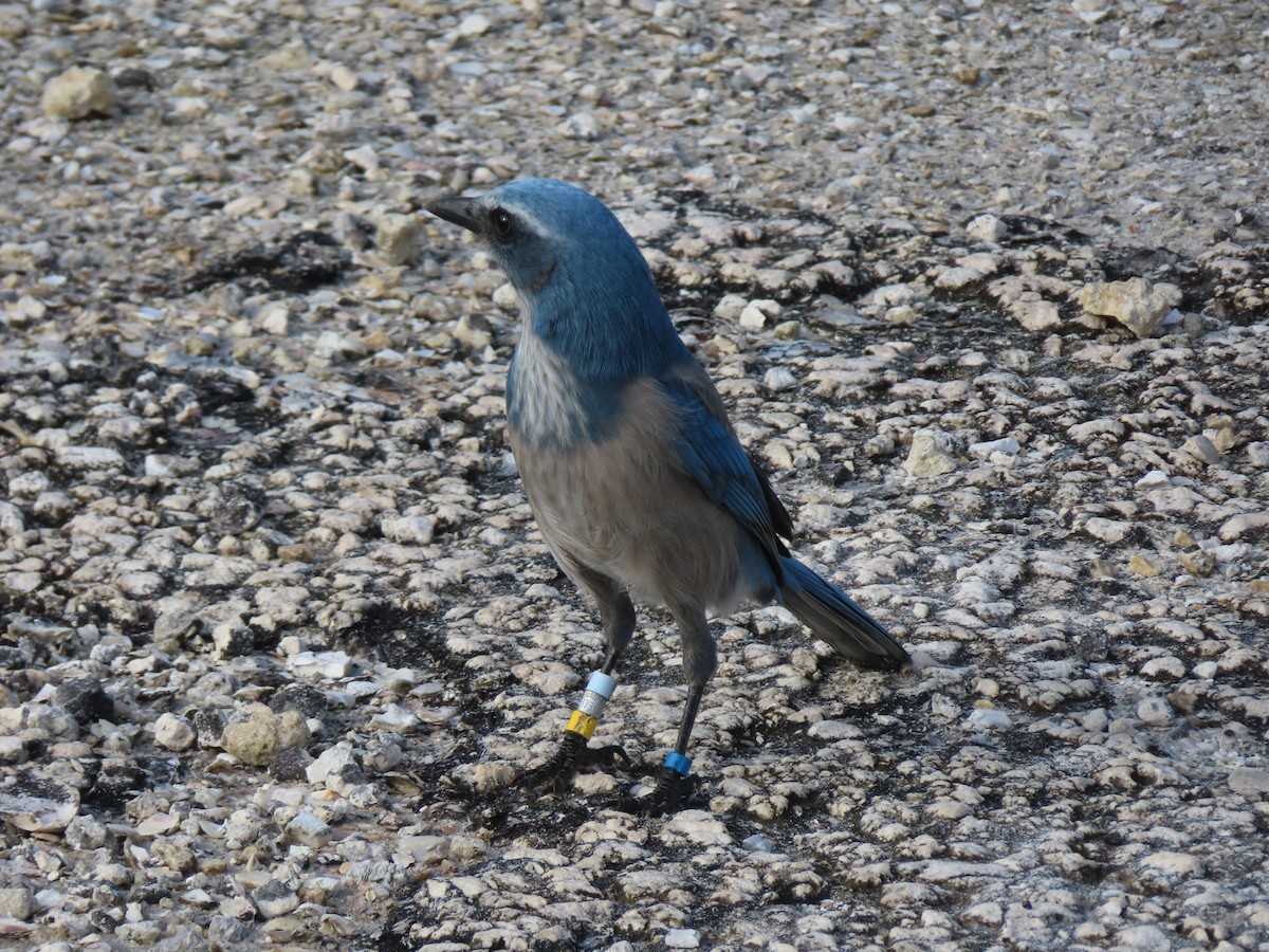 Florida Scrub-Jay - ML642789747