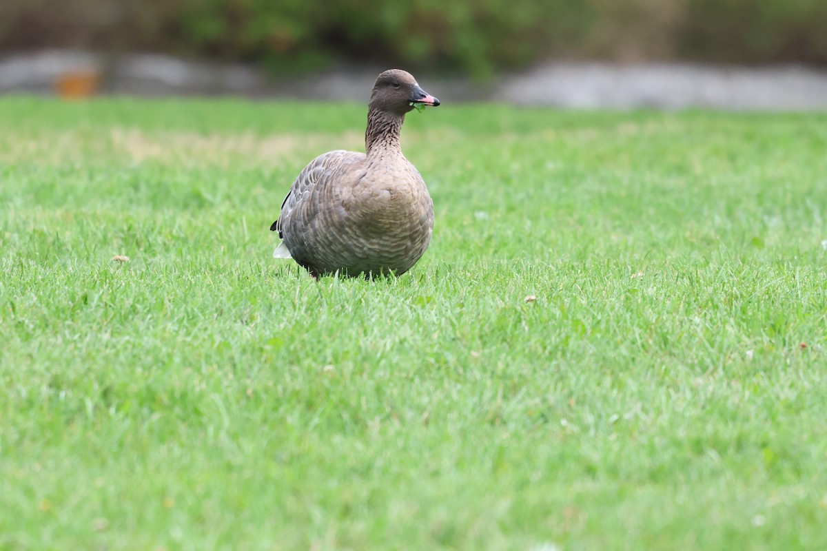 Pink-footed Goose - ML642789758