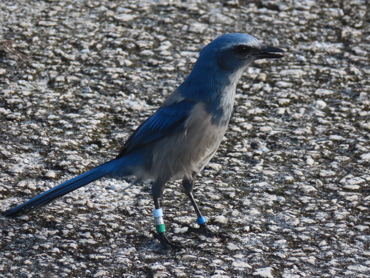 Florida Scrub-Jay - ML642789769