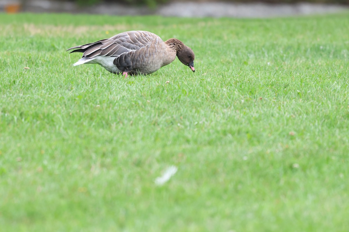 Pink-footed Goose - ML642789775