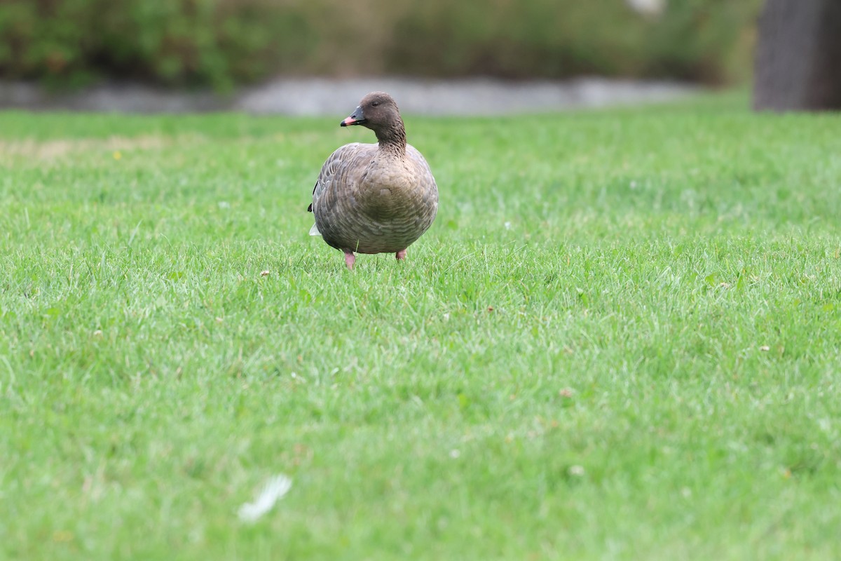 Pink-footed Goose - ML642789787