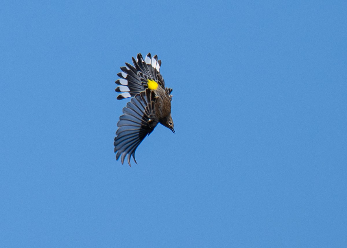 Yellow-rumped Warbler - ML642789789