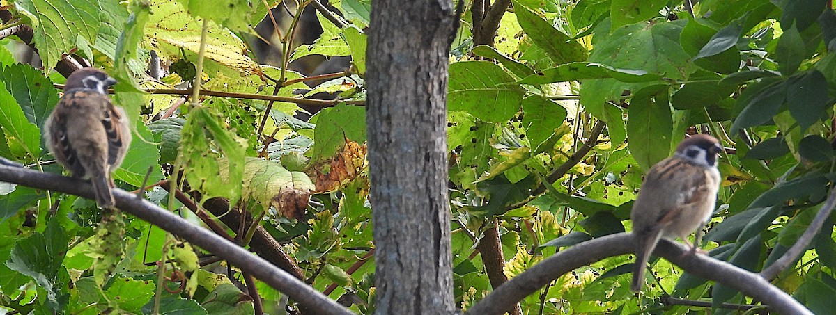 Eurasian Tree Sparrow - ML642789791