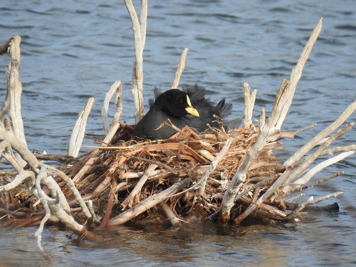 Red-gartered Coot - ML642789798