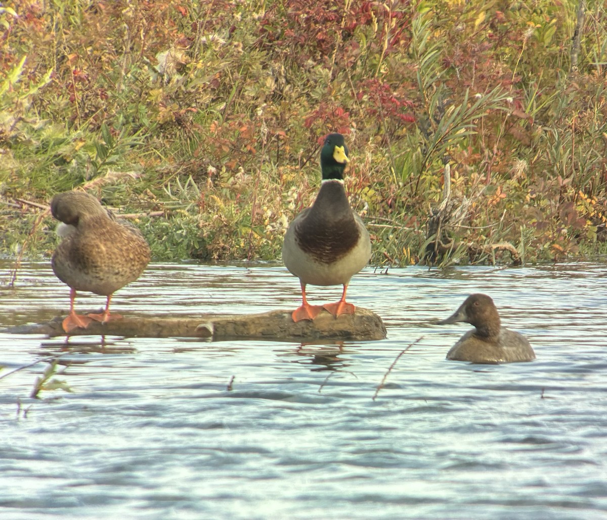 Canvasback - ML642789800