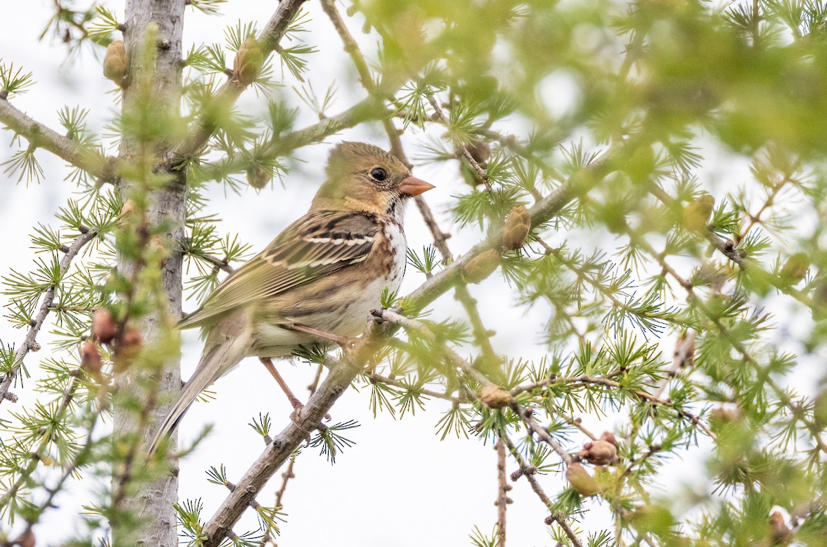 Harris's Sparrow - ML642789806