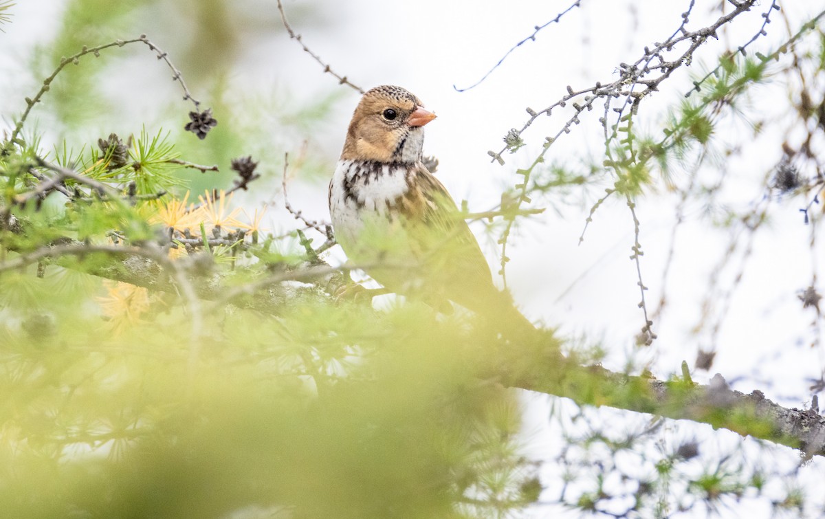 Harris's Sparrow - ML642789807